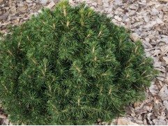 Ель обыкновенная 