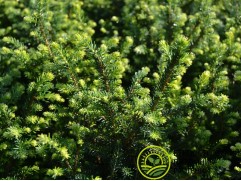 Ель сербская 