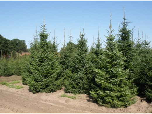 Ель сербская (Контейнер 5,0л.) Ель сербская (Контейнер 5,0л.)