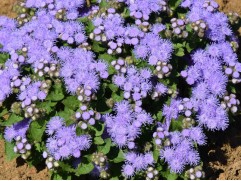 Агератум Хоустрона 