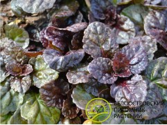 Живучка ползучая 