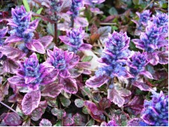 Живучка ползучая 