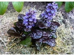 Живучка ползучая 