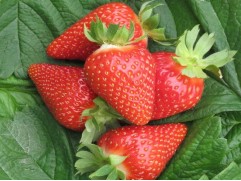 Земляника крупноплодная ремонтантная 