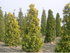 Туя западная 