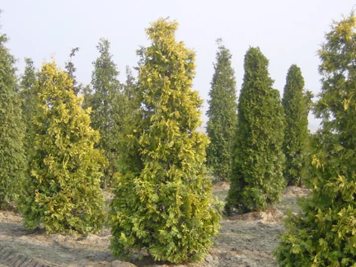 Туя западная Туя западная