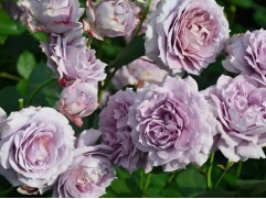 Роза флорибунда 