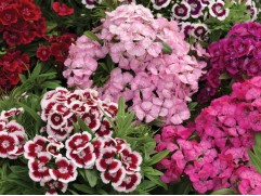 Гвоздика турецкая 