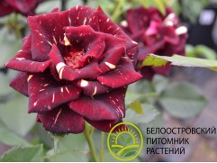 Роза штамбовая 