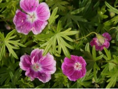 Герань садовая 