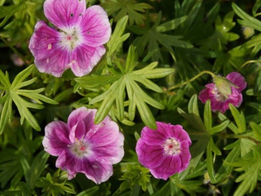 Герань садовая Герань садовая
