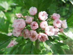 Боярышник морденский 