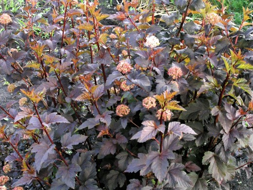 Пузыреплодник калинолистный Пузыреплодник калинолистный