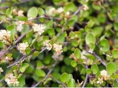 Мюленбекия спутанная Мюленбекия спутанная