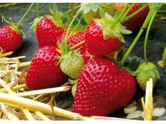 Земляника крупноплодная 