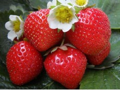 Земляника крупноплодная 
