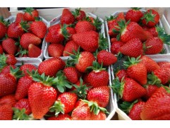 Земляника крупноплодная 