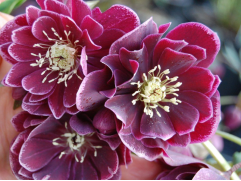 Морозник восточный 