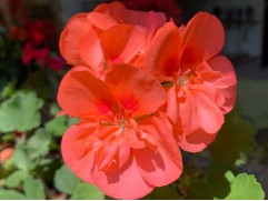 Пеларгония зональная 