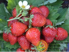 Земляника крупноплодная 