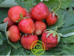 Земляника крупноплодная 