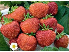 Земляника крупноплодная 