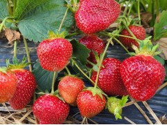 Земляника крупноплодная 