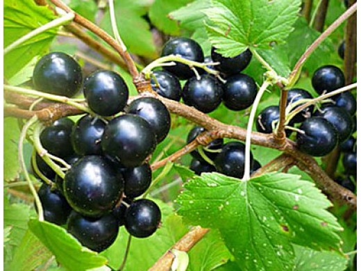 Смородина черная Смородина черная