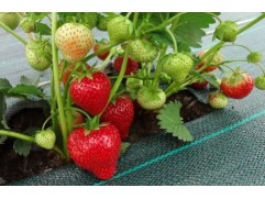 Земляника крупноплодная 