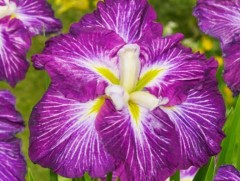 Ирис японский 