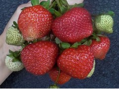 Земляника крупноплодная ремонтантная 