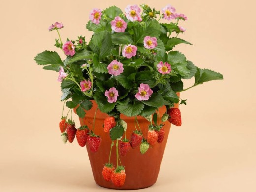 Земляника крупноплодная ремонтантная 