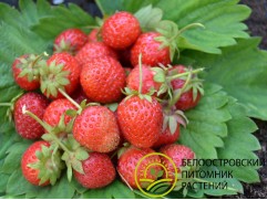 Земляника крупноплодная ремонтантная 