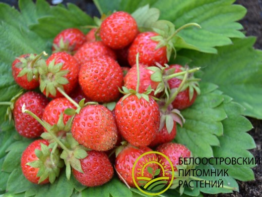 Земляника крупноплодная ремонтантная 