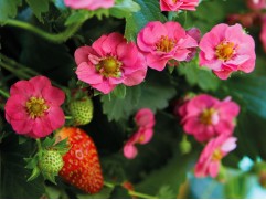 Земляника крупноплодная ремонтантная 