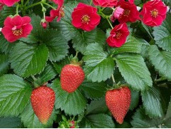 Земляника крупноплодная ремонтантная 