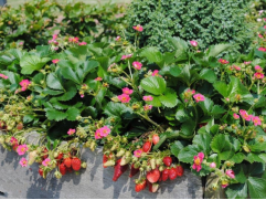 Земляника крупноплодная ремонтантная 