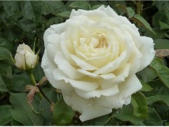 Роза чайно-гибридная 