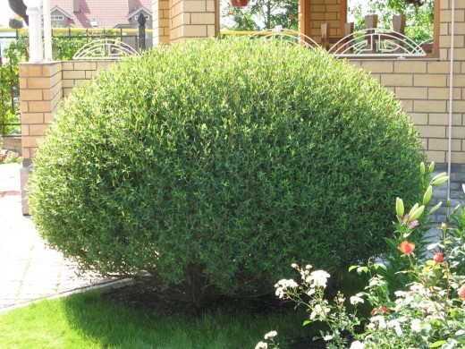 Ива пурпурная Ива пурпурная