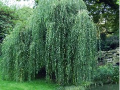 Ива пурпурная 