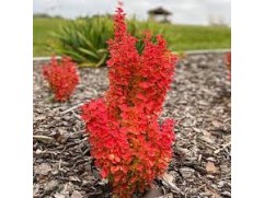 Барбарис Тунберга 