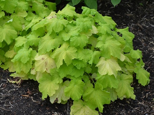 Гейхера гибридная Гейхера гибридная