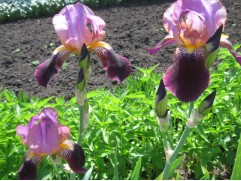 Ирис германский 