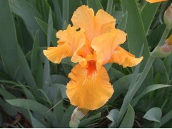 Ирис германский 