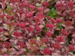 Очиток ложный Очиток ложный