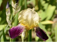 Ирис германский 