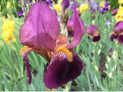 Ирис германский 