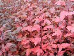 Пузыреплодник калинолистный 