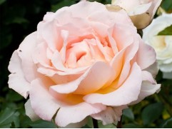 Роза чайно-гибридная 