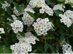 Спирея Вангутта (Контейнер 2,0л)